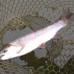 大安トラウトレイク釣果